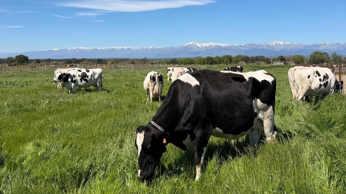 Animales con "jornada partida" o problemas de fertilidad, entre las consecuencias de las altas temperaturas en la ganadería