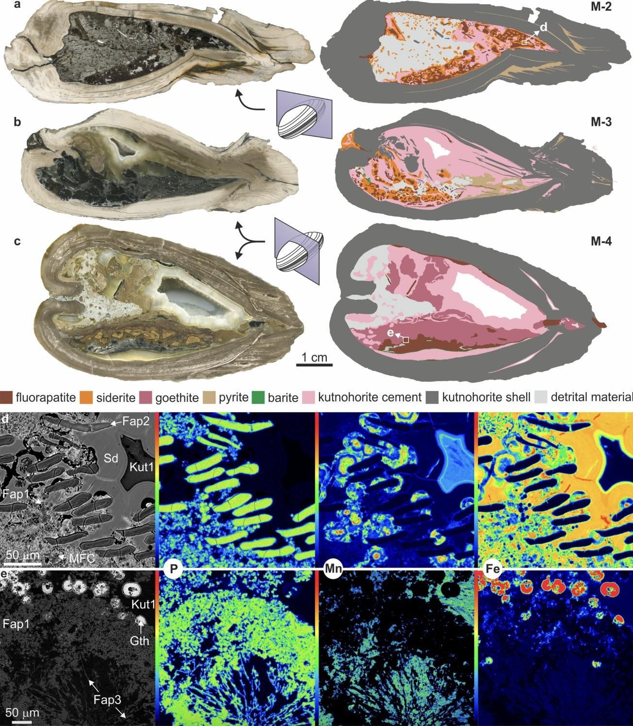 Mineralogía y composición química de secciones transversales dorsoventrales de bivalvos fósiles.