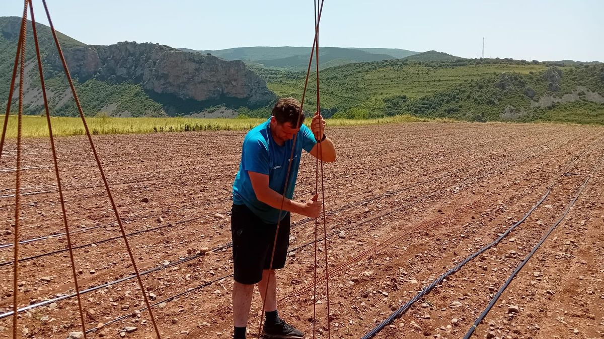 El empeño de un agricultor riojano por recuperar el cuco fino, la alubia más autóctona de Cameros