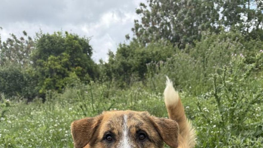 La paciencia infinita de Tupé, el perro que celebra su cumpleaños en la protectora a la espera de una familia