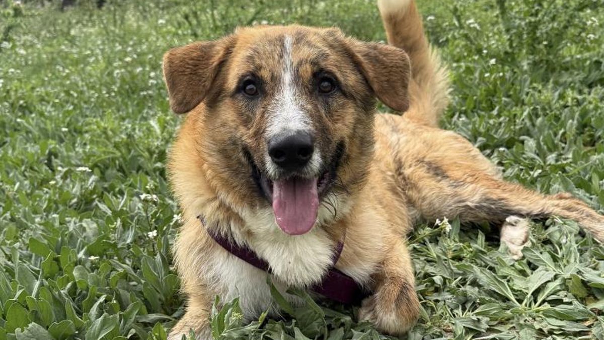 La paciencia infinita de Tupé, el perro que celebra su cumpleaños en la protectora a la espera de una familia