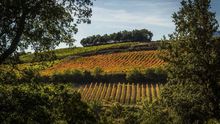 La Casa del Vino de Álava recomienda extremar el cuidado de los viñedos ante la persistencia del brote de mildiu