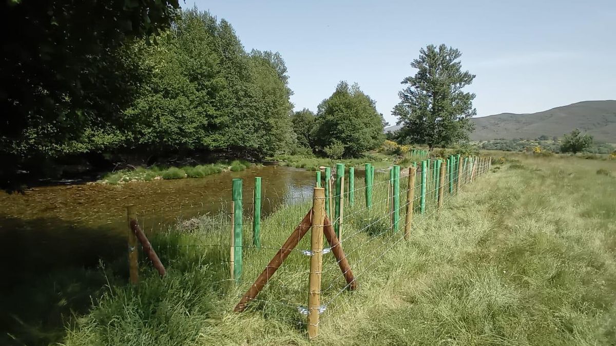 Plantaciones para mejora de hábitats fluviales en Valdavido, Cabrera.