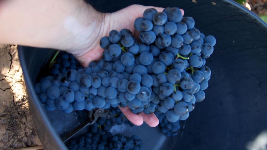 Martínez Arroyo apela al sentido común en la DO Valdepeñas y remarca que el compromiso último del Gobierno es con los viticultores