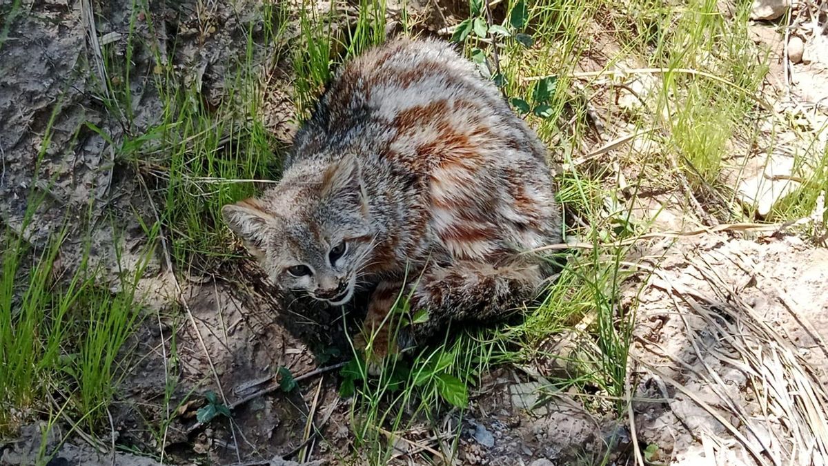 Análisis realizados a una gata colocolo, encontrada en San Fernando, Chile, detectaron bacterias resistentes a antibióticos, una situación que preocupa a especialistas. Foto: Diego Ramírez Álvarez