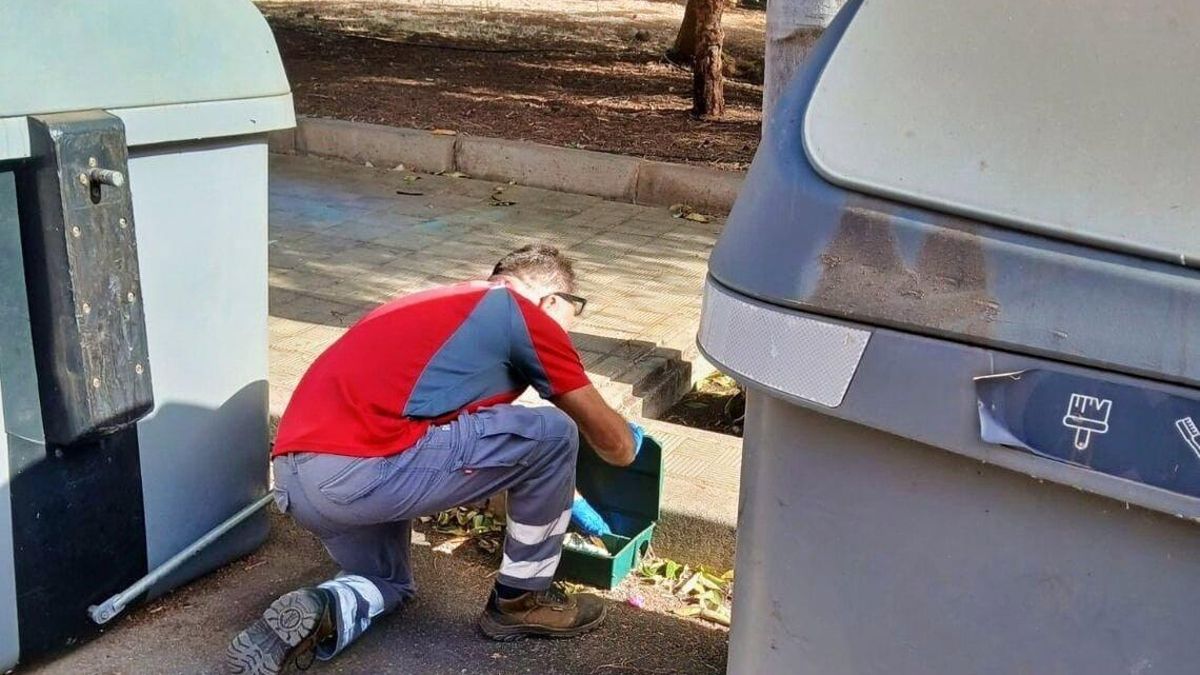 El Ayuntamiento de Santa Cruz de Tenerife programa una campaña de control de plagas en barrios de los distritos Centro y Anaga