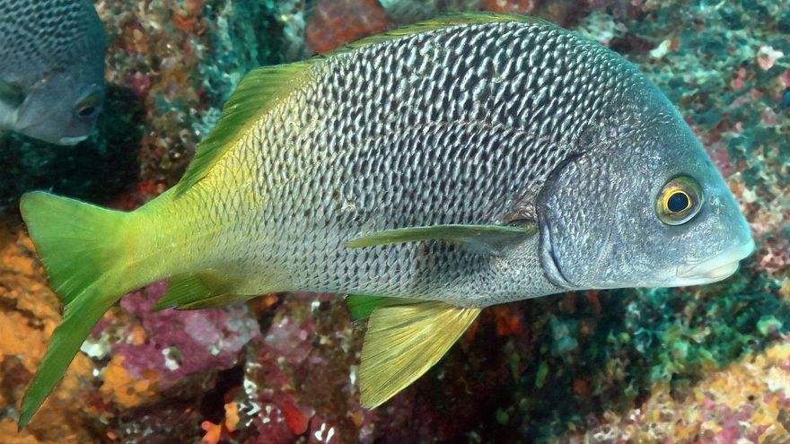 Descubren dos nuevas especies de peces en Galápagos y el Pacífico Este Tropical