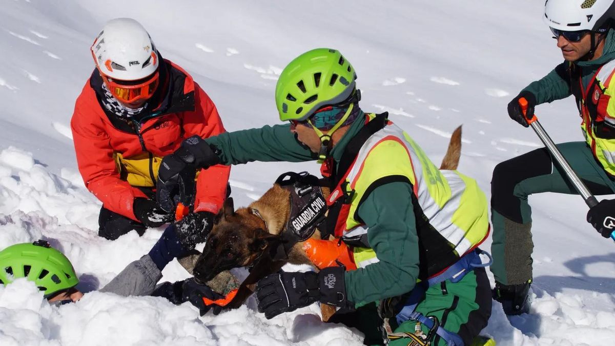 Los perros que buscan personas atrapadas bajo la nieve: “Para ellos es un juego que no saben abandonar”