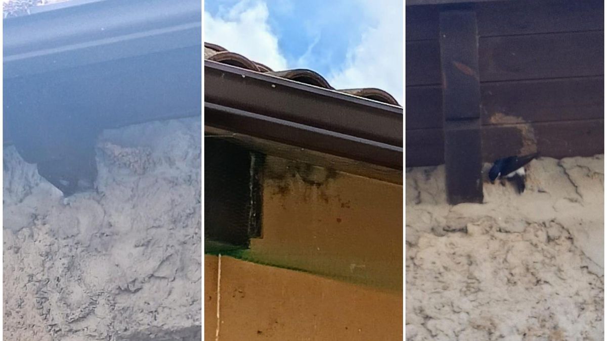 Denuncian la retirada de nidos de aves protegidas en un edificio público de un pueblo de León