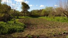 Huerta