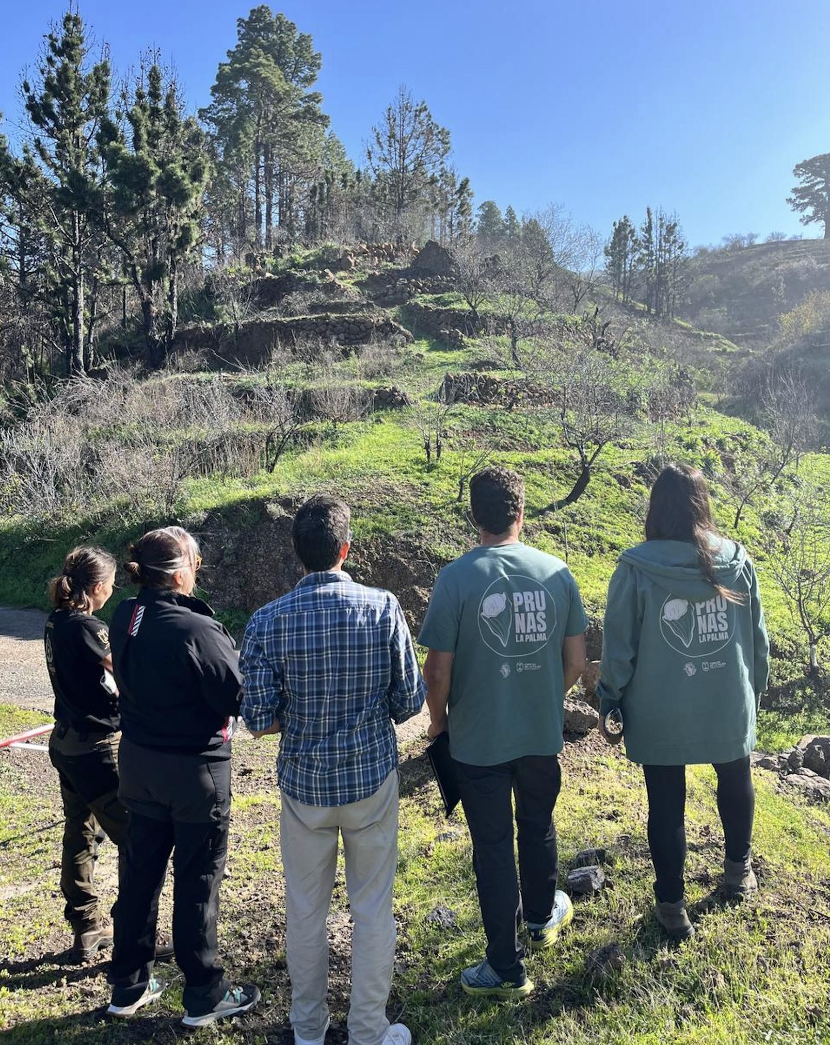 El proyecto Prunas La Palma, impulsado por la Asociación Biocultural La Foresta con el apoyo de la Consejería de Medio Ambiente del Cabildo de La Palma,  ha culminado su primera fase tras tres meses de trabajo en la comarca noroeste de la Isla, concretamente en el municipio de Puntagorda