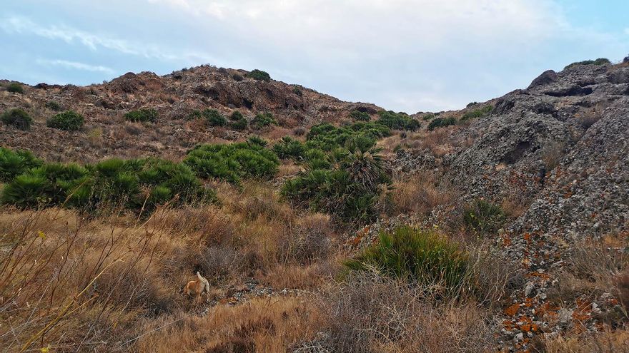 El Carmolí, cabezo volcánico del Campo de Cartagena. Espacio Protegido del entorno del Mar Menor, en Cartagena, Región de Murcia, España