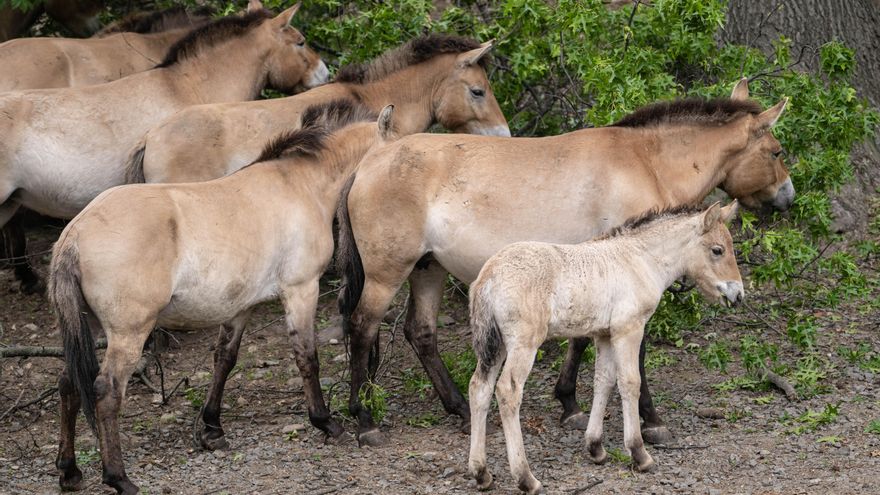 Nace una nueva cría del caballo de Przewalski, los “últimos caballos salvajes” que están en peligro de extinción