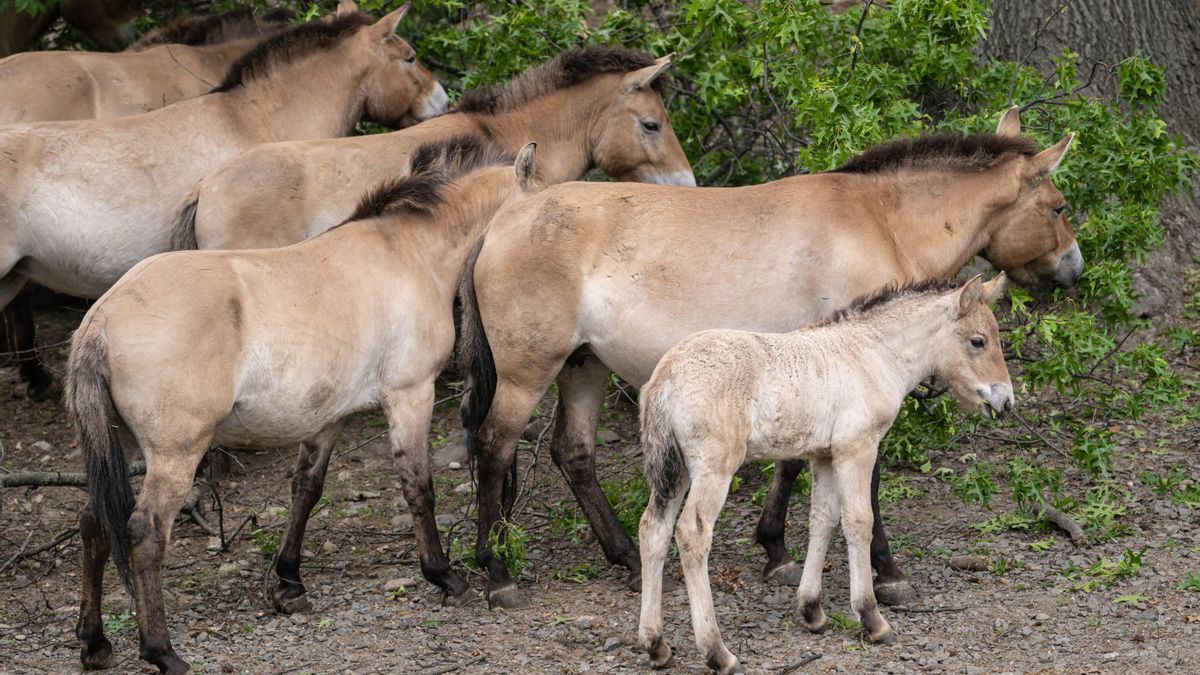 Nace una nueva cría del caballo de Przewalski, los “últimos caballos salvajes” que están en peligro de extinción