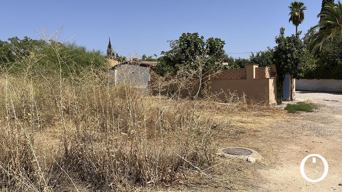 Pastos en el solar anexo a la calle Cardenal Portocarrero
