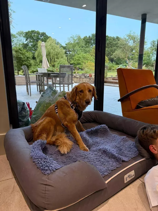 Amber, ‍the healthy dog, after being found.