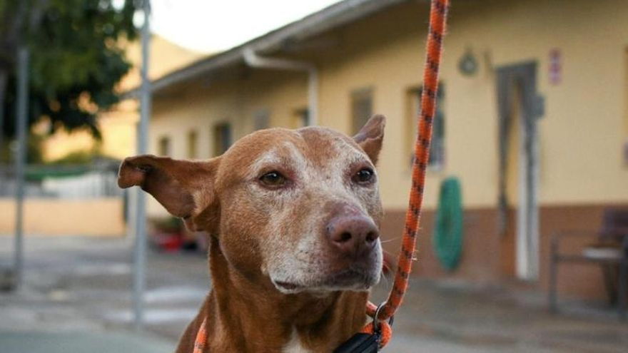 El superviviente Sky, el perro al que rescataron agonizando y que ahora busca una familia