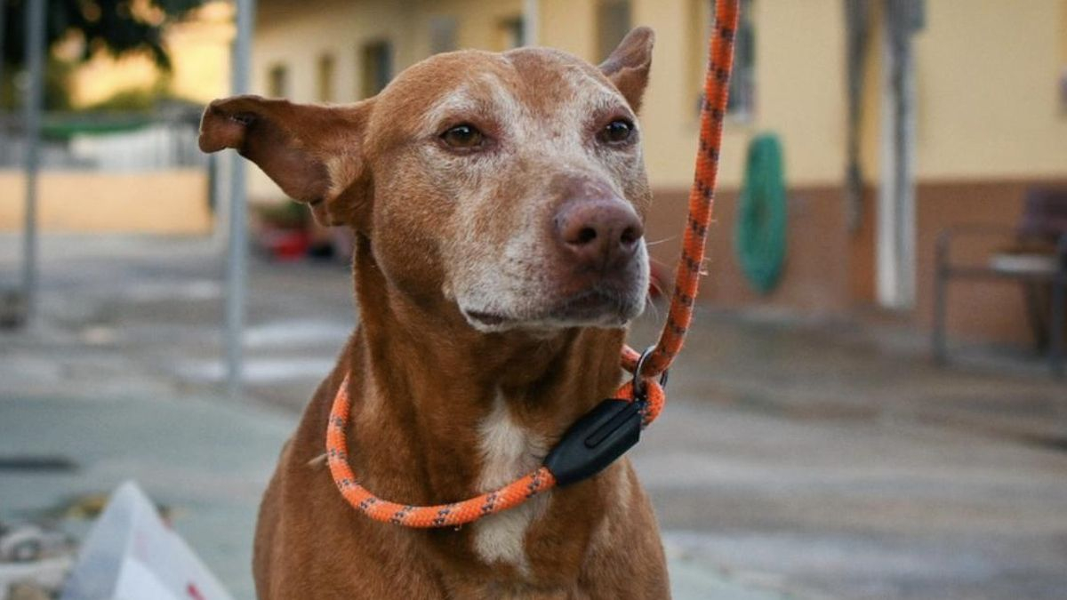 El superviviente Sky, el perro al que rescataron agonizando y que ahora busca una familia