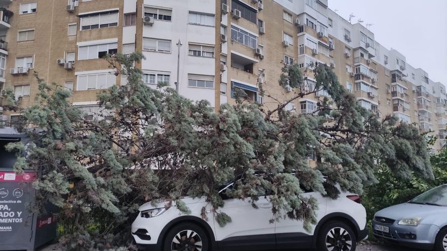 También en Dos Hermanas el viento a rrancado ábroles completos