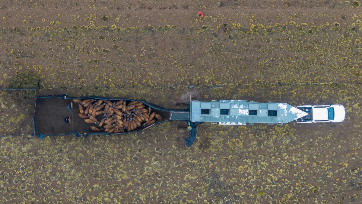 Los guanacos llegaron al Chaco tras un viaje por tierra de 3200 kilómetros desde la patagónica provincia de Santa Cruz.