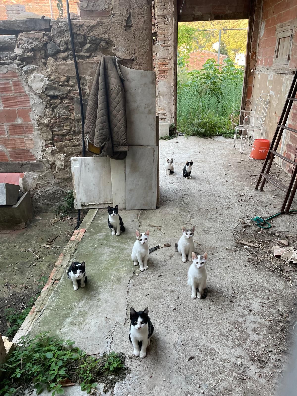 Parte de los muchos gatos comunitarios capturados por la autora del artículo para aplicarles el método CER (Captura, Esterilización y Retorno).