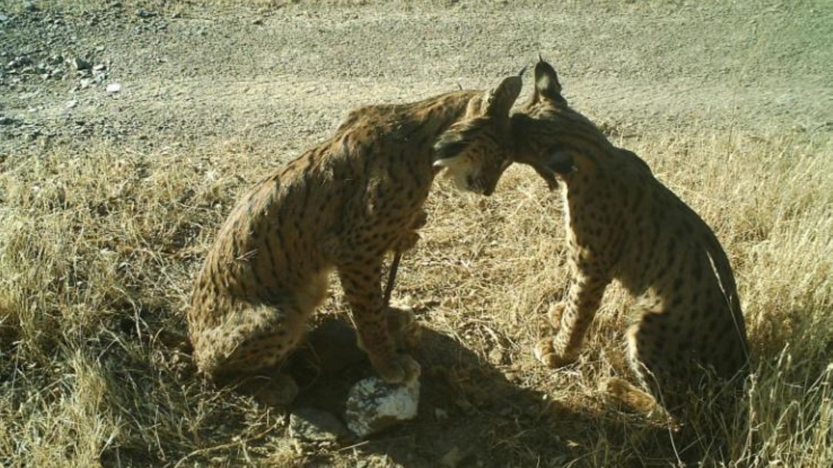 Dos linces ibéricos