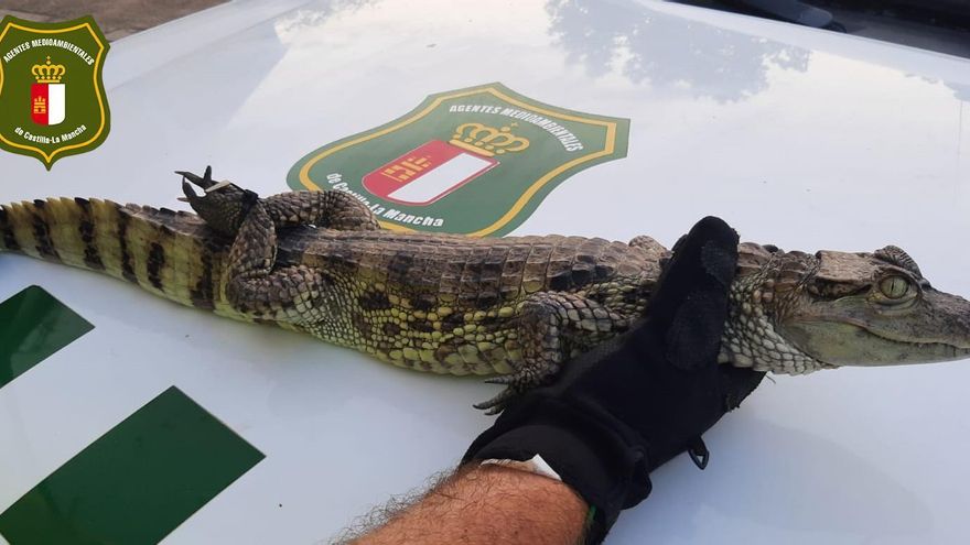 Investigan a dos personas por liberar un caimán yacaré en un pantano de Albacete