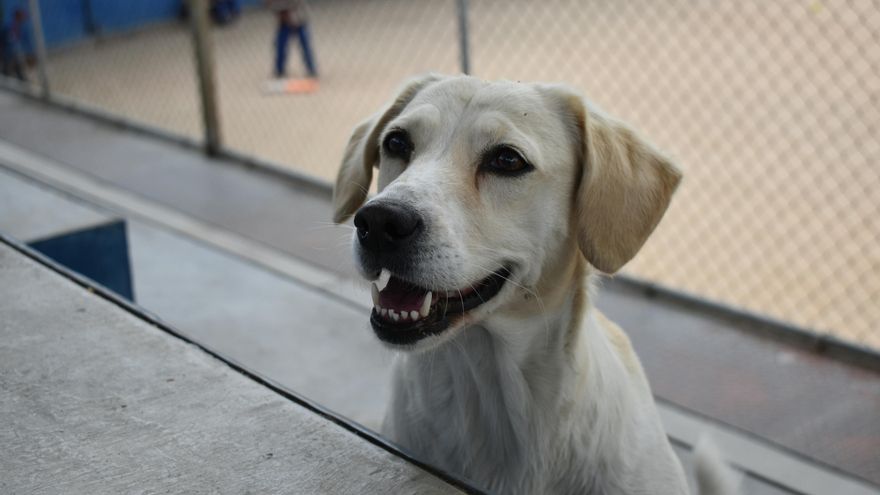 Ni pena de prisión por dejar solo al perro, ni multas por adoptar: todos los bulos en torno a la Ley de Bienestar Animal