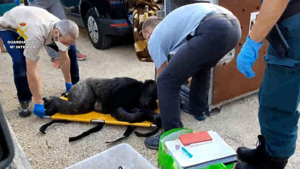 Una agente del Seprona supervisa la preparación para el traslado de Suzie.