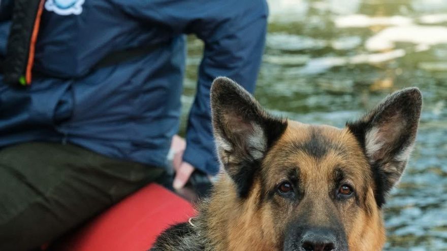 La inolvidable huella de Diesel, el pastor alemán que daba vida a Rex en la serie 'Hudson y Rex'