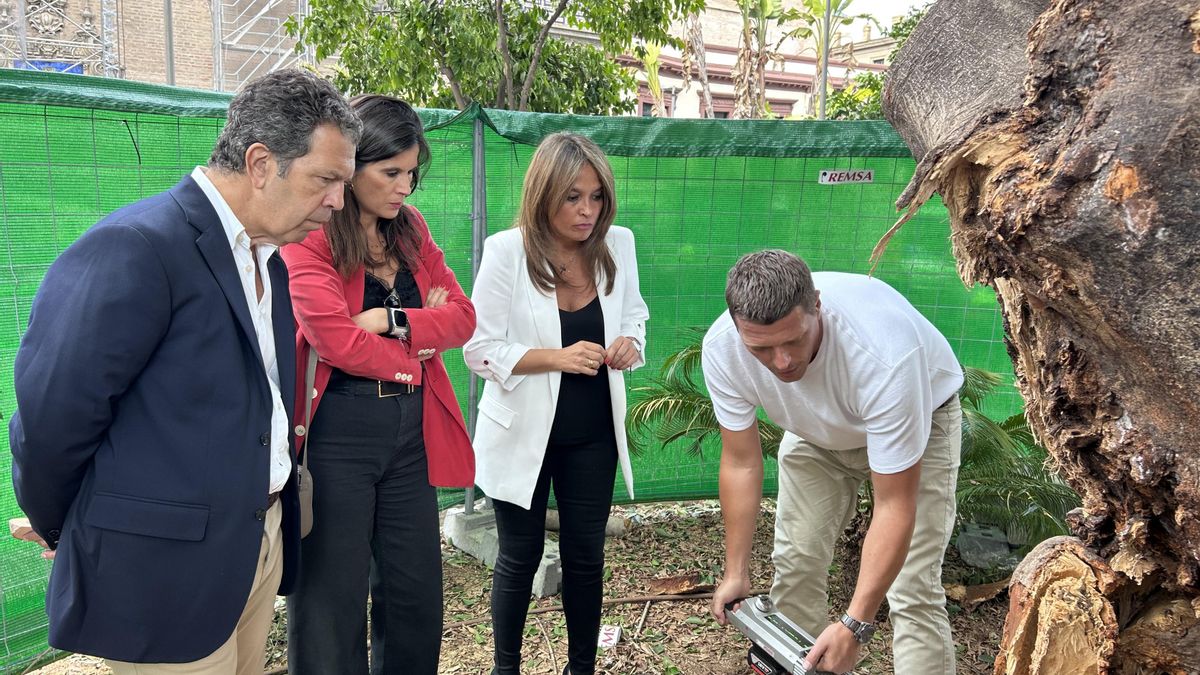 La delegada responsable de Parques y Jardines, Evelia Rincón, primera por la derecha, supervisa los trabajos de revisión del estado del tronco del ficus de la Encarnación.