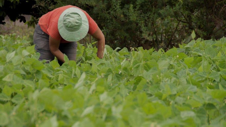 El ICCA impulsa una campaña de Navidad en redes sociales para promocionar el producto ecológico y local