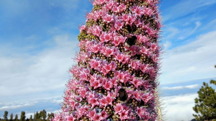 Espectacular imagen de un tanjinaste rostado (especie de La Palma única en el mundo, esta primavera.