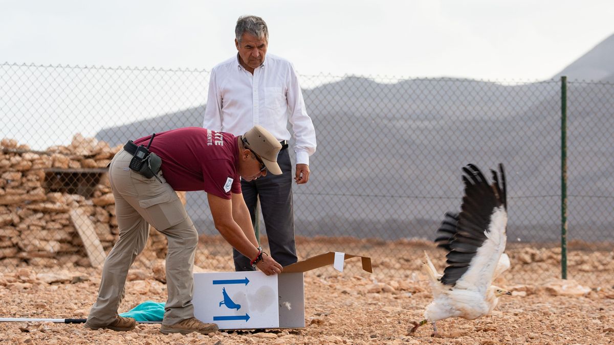 Guirre liberado en Fuerteventura.