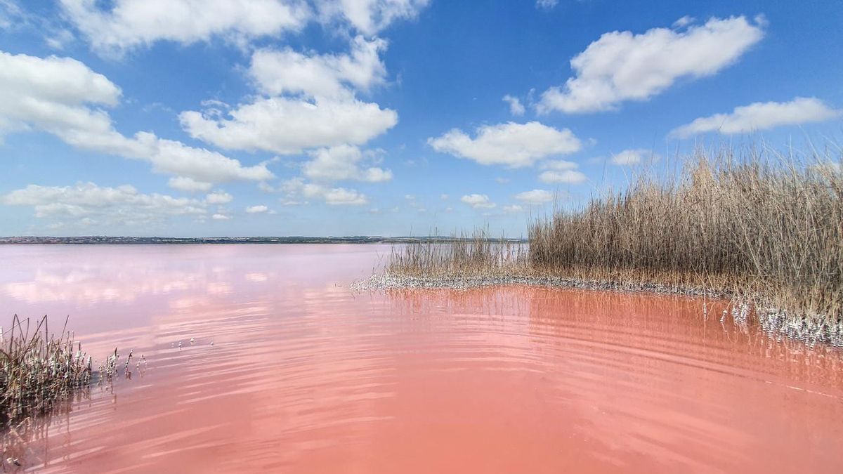 La laguna es un refugio vital para miles de aves migratorias o residentes como los flamencos, que pueden llegar a verse en grupos de hasta 2.000 ejemplares