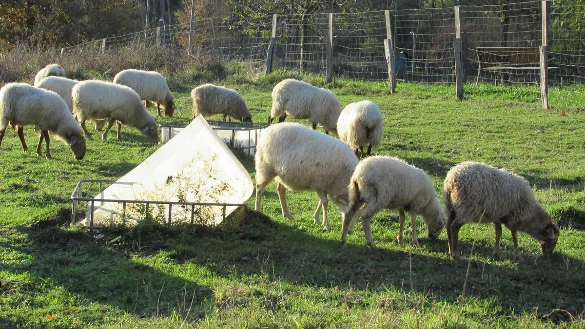Bizkaia llama al sector ganadero a vacunar contra la lengua azul tras darse casos en Cantabria e Iparralde