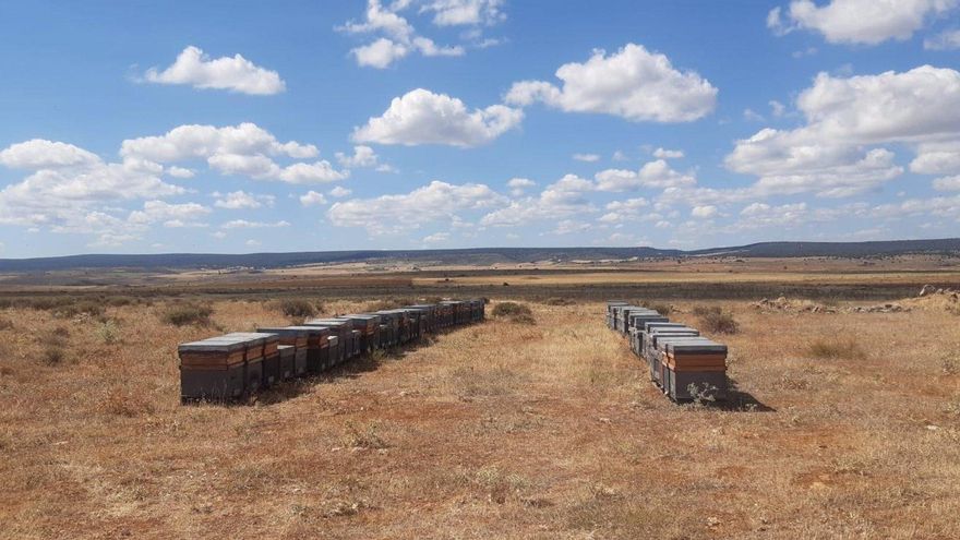 Colmenas en Guadalajara