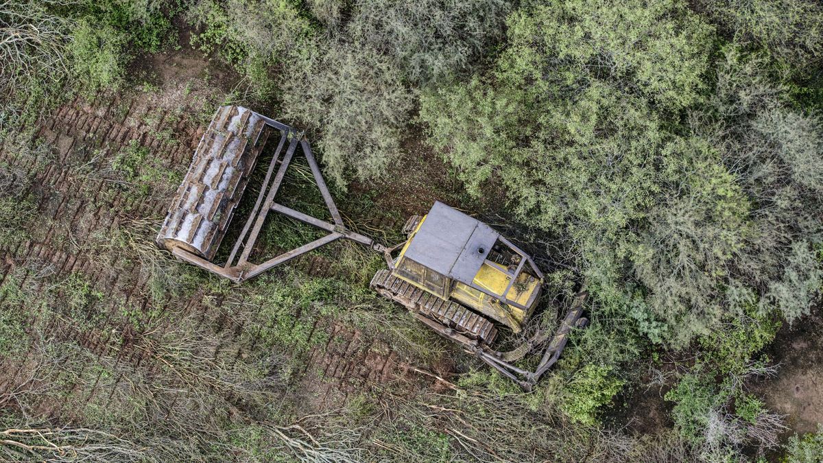 En el Chaco argentino, en el noreste del país, la deforestación crece año a año. Foto: cortesía Greenpeace Argentina