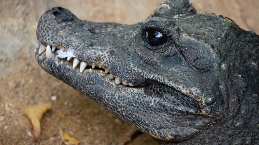 El cocodrilo más pequeño del mundo desembarca en un zoológico de Málaga
