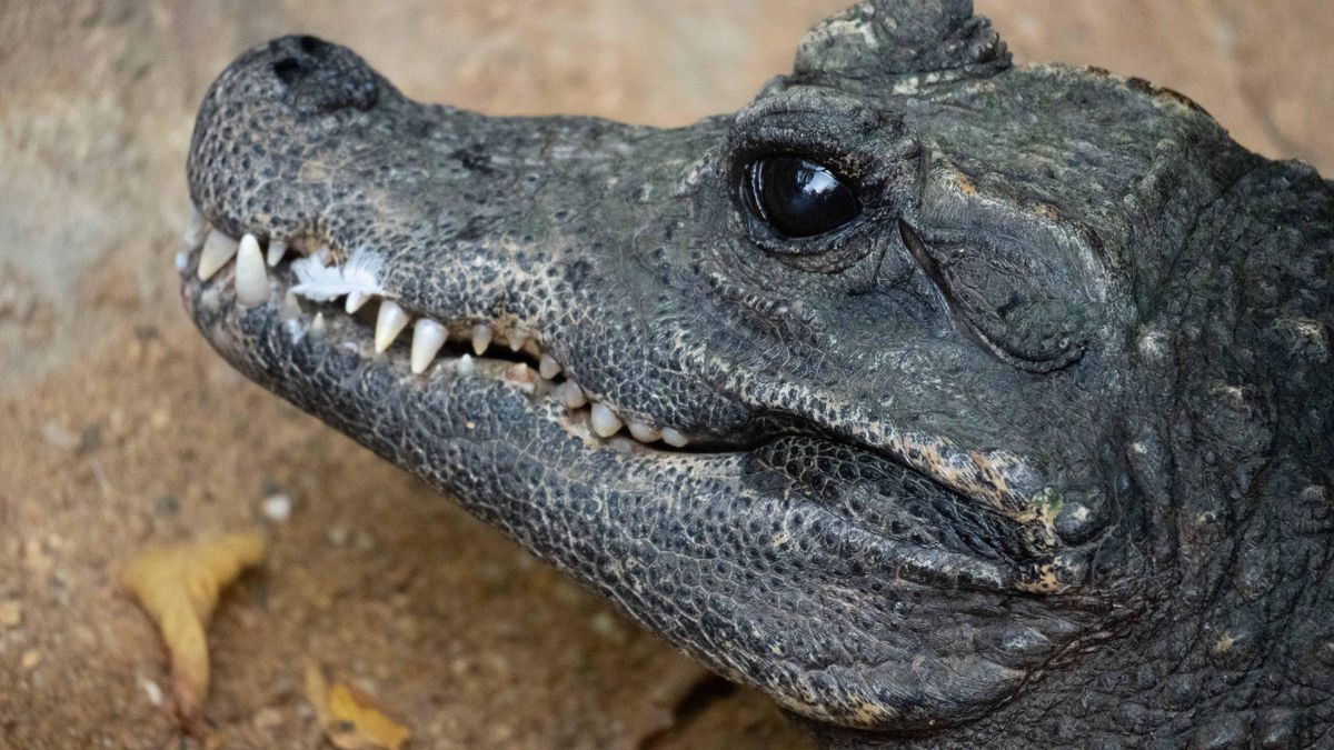 El cocodrilo más pequeño del mundo desembarca en un zoológico de Málaga