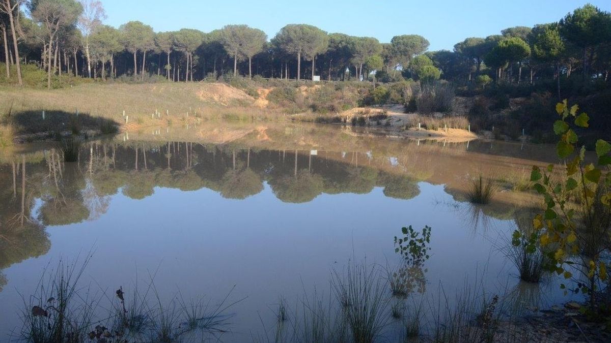 Parlamento Europeo pide cerrar todos los pozos ilegales y que se "detengan los pasos" del proyecto de gas en Doñana