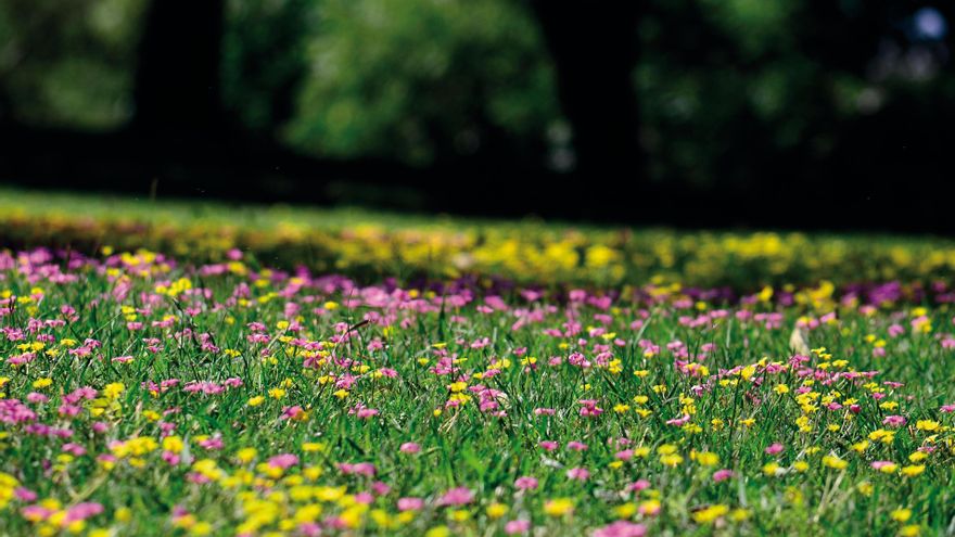 Tesoros a orillas del Paraná: San Pedro y Baradero, una aventura natural
