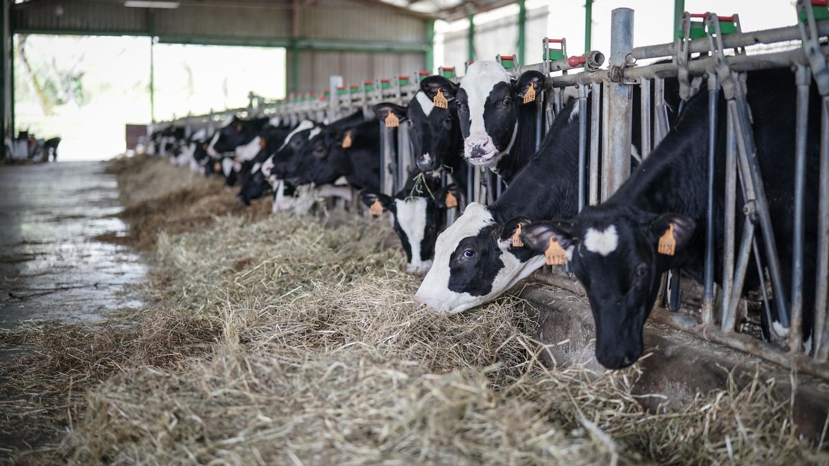 Los primeros focos de Dermatosis Nodular en España obligan a sacrificar 400 vacas y a vacunar a casi 100.000