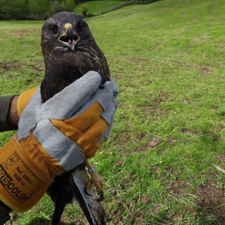 El ratonero común tenía una fractura abierta en el ala.