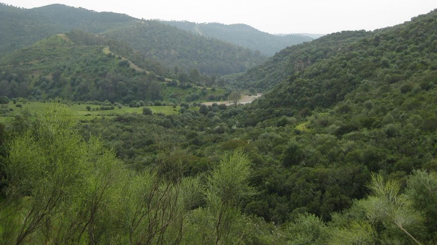 Encinares en el entorno del Cortijo de El Berrocal.