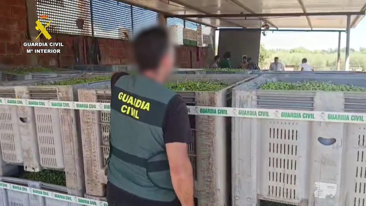 Un agente de la Guardia Civil, con las aceitunas incautadas.