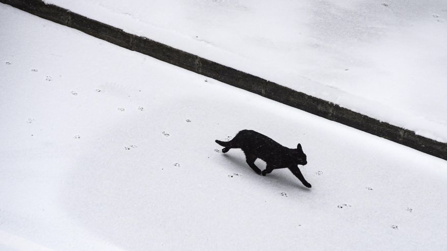 "Ni negro, ni blanco": las protectoras cortan o limitan la adopción de gatos en Halloween