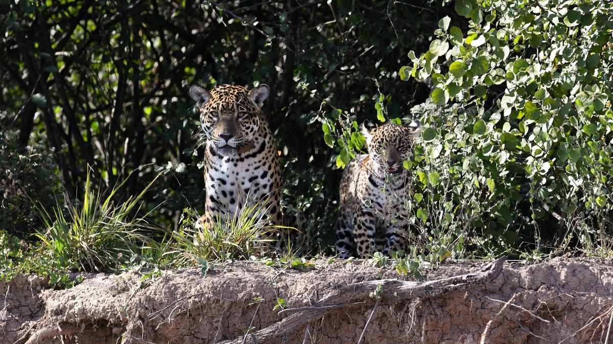 Una hembra yaguareté y su cachorro a orillas del Río Bermejo este miércoles, en el Parque Nacional El Impenetrable, en la Provincia del Chaco (Argentina)