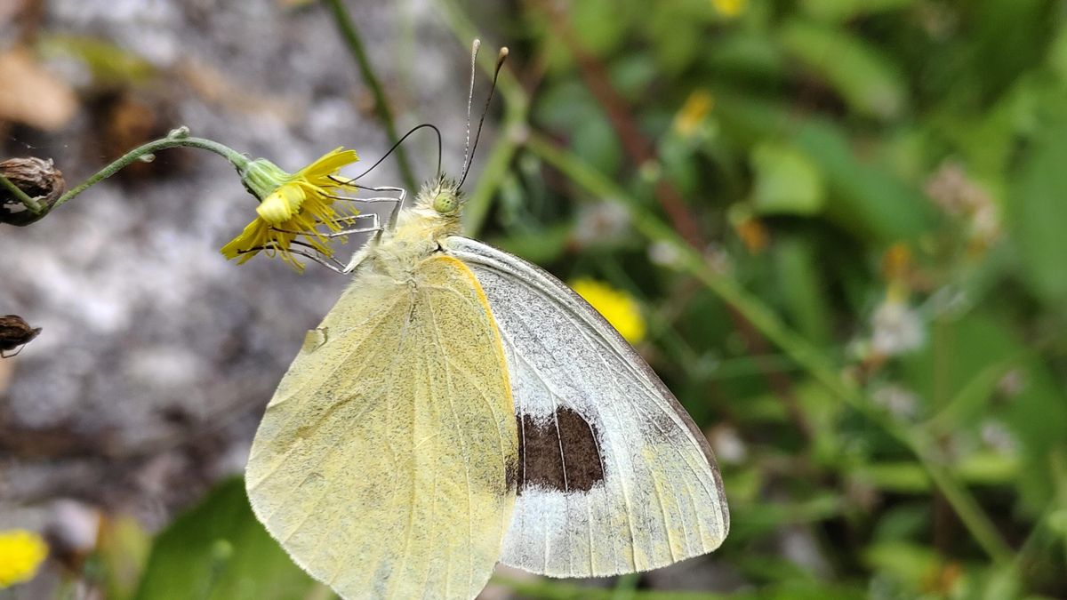 Una mariposa exclusiva de La Palma, la más amenazada de Canarias