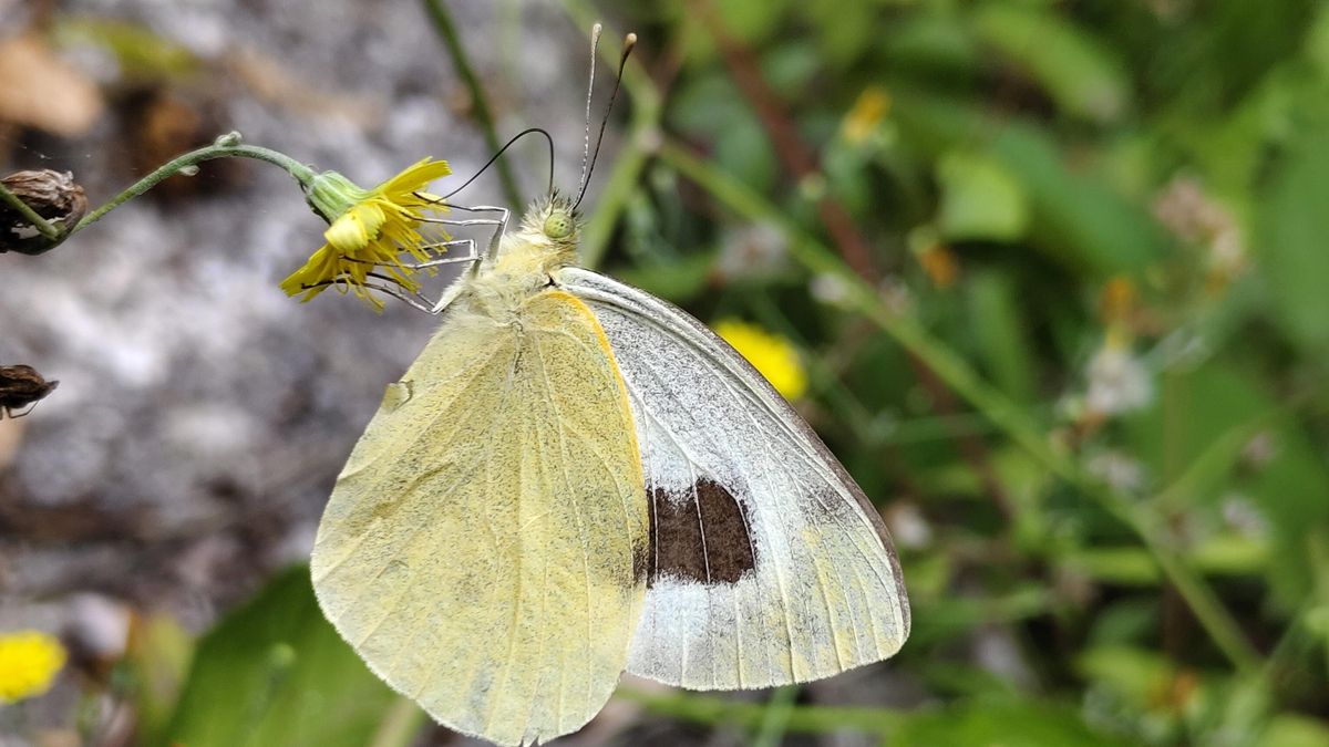 Mariposa 'Pieris cheiranthi benchoavensis,'.  LAURA CONCEPCIÓN